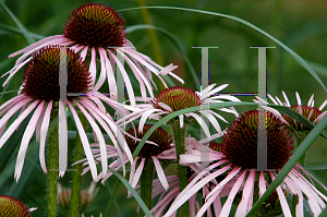 Picture of Echinacea pallida 