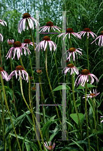 Picture of Echinacea pallida 