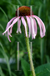 Picture of Echinacea pallida 