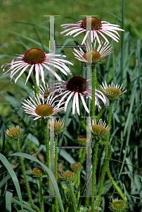 Picture of Echinacea pallida 