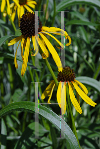 Picture of Echinacea paradoxa 