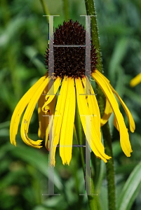 Picture of Echinacea paradoxa 