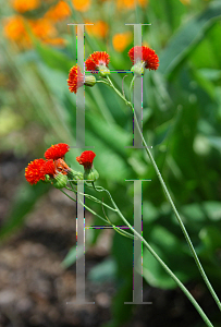 Picture of Emilia sonchifolia var. javanica 