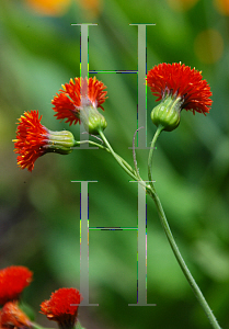 Picture of Emilia sonchifolia var. javanica 