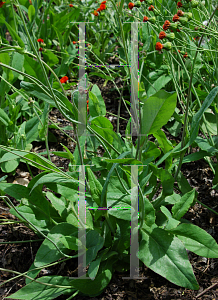 Picture of Emilia sonchifolia var. javanica 