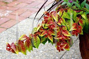 Picture of Fuchsia x 'Autumnale'