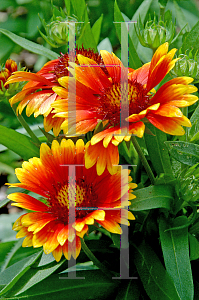 Picture of Gaillardia aristata 'Arizona Sun'