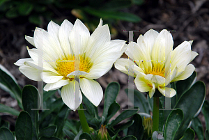 Picture of Gazania rigens 'Gazebo Clear Vanilla'