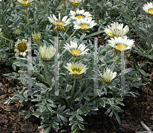 Picture of Gazania rigens 'Talent White'