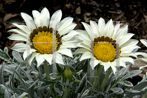 Picture of Gazania rigens 'Talent White'