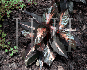 Picture of Graptophyllum pictum 'Chocolate'