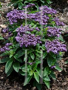 Picture of Heliotropium arborescens 'Atlantis'