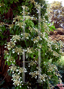 Picture of Hydrangea petiolaris 