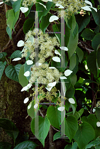 Picture of Hydrangea petiolaris 