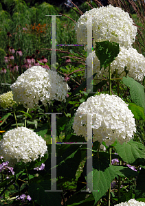 Picture of Hydrangea arborescens 'Annabelle'