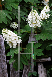 Picture of Hydrangea quercifolia 