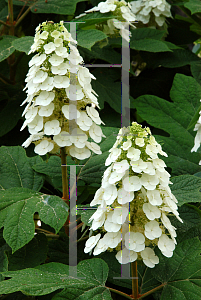 Picture of Hydrangea quercifolia 