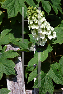 Picture of Hydrangea quercifolia 