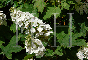 Picture of Hydrangea quercifolia 