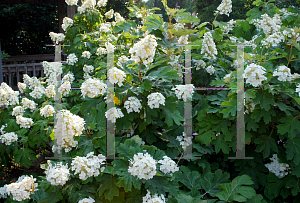 Picture of Hydrangea quercifolia 