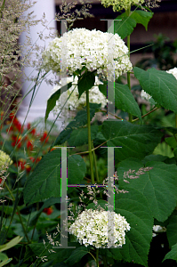 Picture of Hydrangea arborescens 'Annabelle'