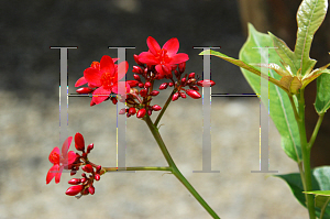 Picture of Jatropha integerrima 