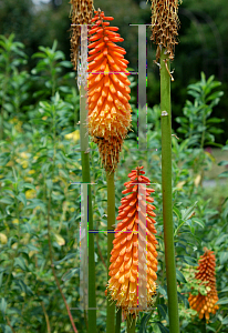 Picture of Kniphofia  'Alcazar'