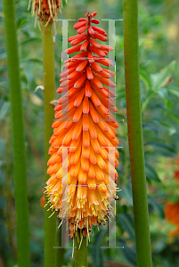 Picture of Kniphofia  'Alcazar'