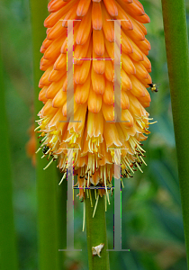 Picture of Kniphofia  'Alcazar'