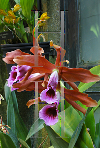 Picture of Laelia tenebrosa 'Rainforest'