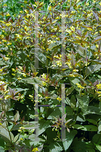 Picture of Lysimachia ciliata 'Atropurpurea'