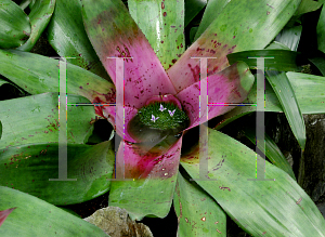 Picture of Neoregelia concentrica 'Bullis'