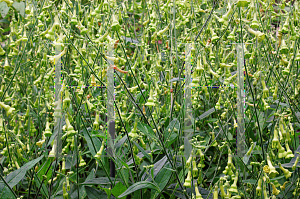 Picture of Nicotiana langsdorffii 