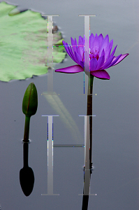 Picture of Nymphaea capensis var. zanzibariensis 