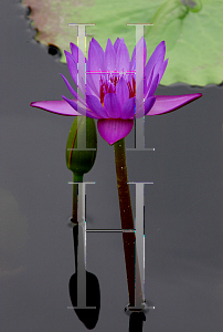 Picture of Nymphaea capensis var. zanzibariensis 