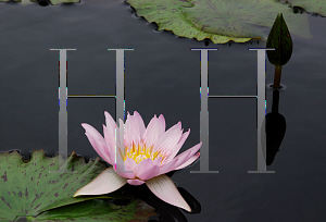 Picture of Nymphaea  'General Pershing'