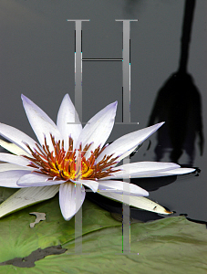 Picture of Nymphaea  'Lone Star'