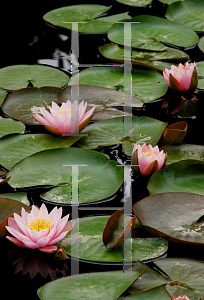 Picture of Nymphaea  'Luciana'