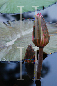 Picture of Nymphaea  'Rosa deNoche'