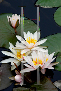 Picture of Nymphaea  'Albida'