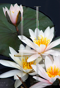 Picture of Nymphaea  'Albida'