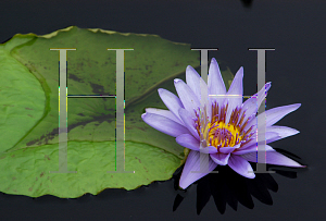 Picture of Nymphaea  'Aquarius'