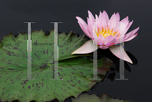 Picture of Nymphaea  'General Pershing'