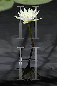 Picture of Nymphaea  'Mrs. GH Pring'