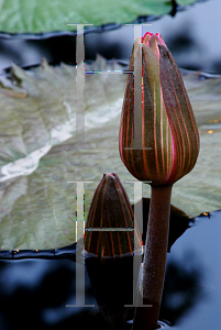 Picture of Nymphaea  'Rosa deNoche'