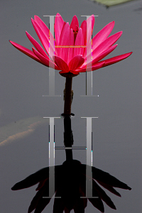 Picture of Nymphaea  'Catherine Marie'