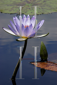 Picture of Nymphaea  'Jessie's Purple Passion'