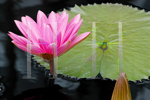 Picture of Nymphaea  'James Gurney'