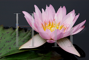 Picture of Nymphaea  'General Pershing'