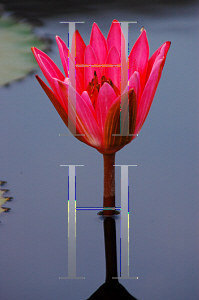 Picture of Nymphaea  'Catherine Marie'